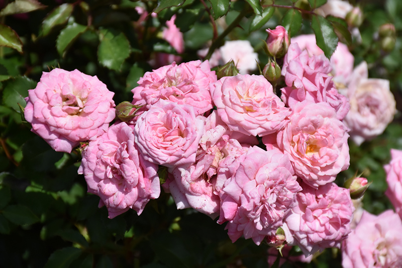 Sweet Drift Rose (Rosa 'Meiswetdom') at Rainbow Gardens