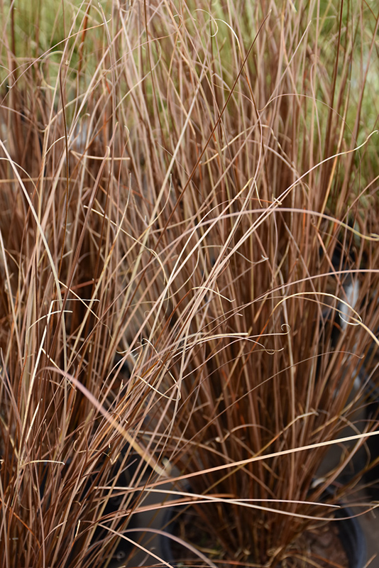 Red Rooster Sedge (Carex buchananii 'Red Rooster') at Rainbow Gardens