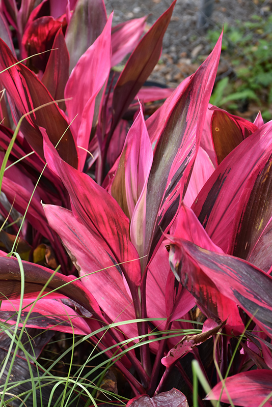 Red Sister Hawaiian Ti Plant (Cordyline fruticosa 'Red Sister') at Rainbow Gardens