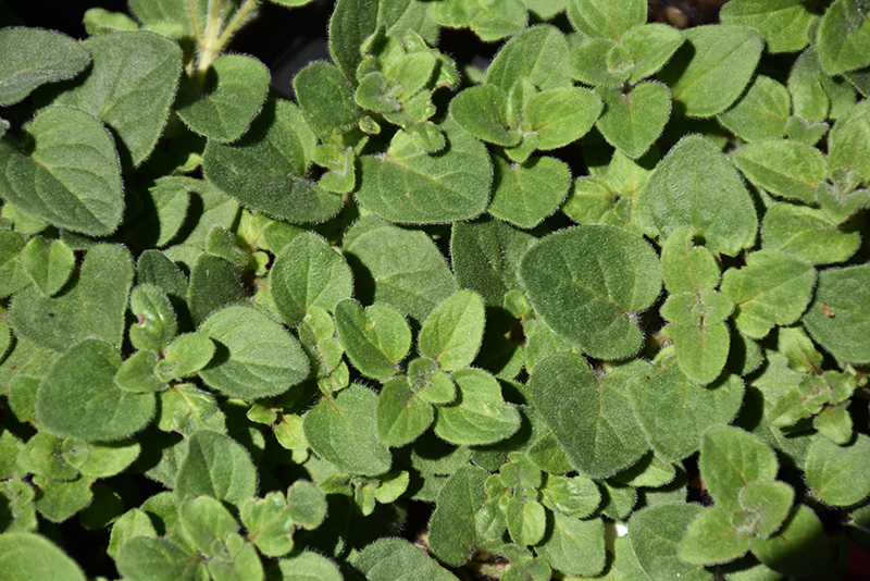 Hot And Spicy Oregano (Origanum 'Hot And Spicy') at Rainbow Gardens