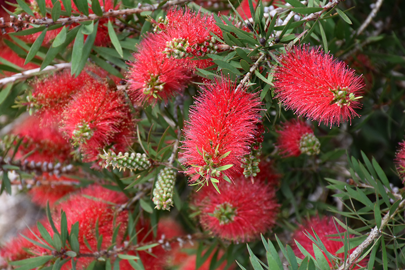 Bottle Brush is the April Plant of the Month! - Horticulture Unlimited