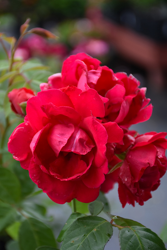 Blaze Rose (Rosa 'Blaze') at Rainbow Gardens