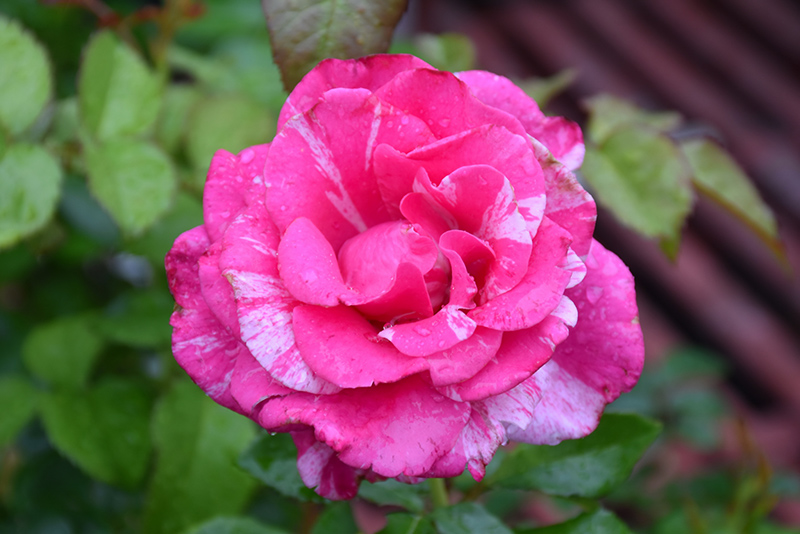 Parade Day Rose (Rosa 'WEKmeroro') at Rainbow Gardens