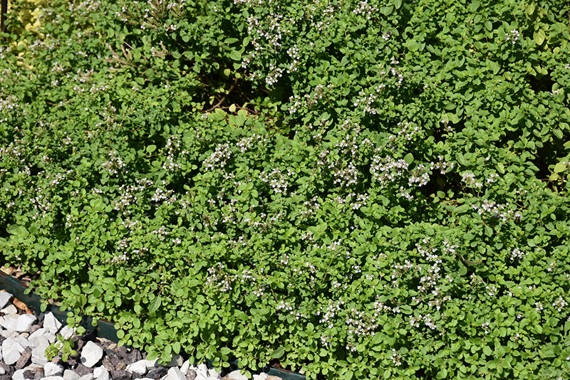 Russian Oregano (Origanum vulgare ssp. gracile) at Rainbow Gardens