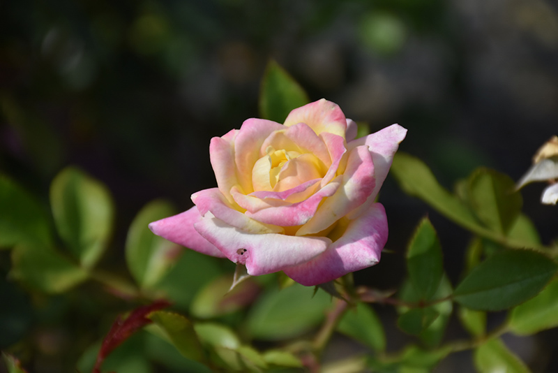 Music Box Rose (Rosa 'BAIbox') at Rainbow Gardens