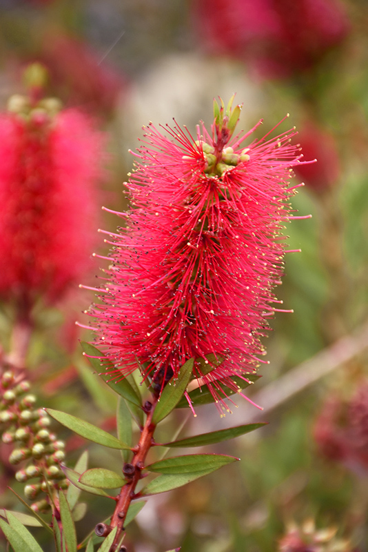 Callistemon Viminalis Neon Pink Bottle Brush – Aloha Tropicals