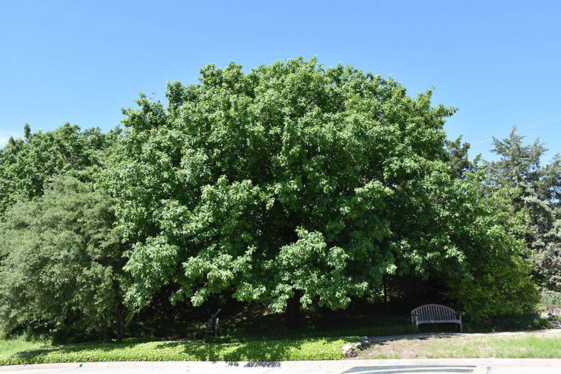 Monterrey Oak (Quercus polymorpha) in San Antonio, Texas (TX) at ...