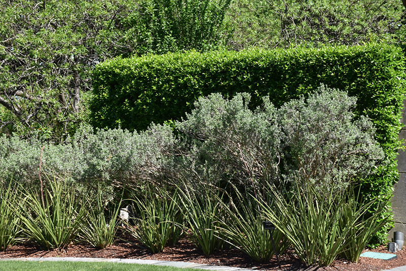 Silverado Texas Sage (Leucophyllum frutescens 'Silverado') at Rainbow Gardens