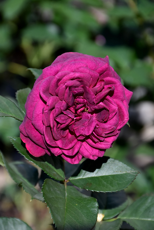 Celestial Night Rose (Rosa 'WEKebtigrad') at Rainbow Gardens
