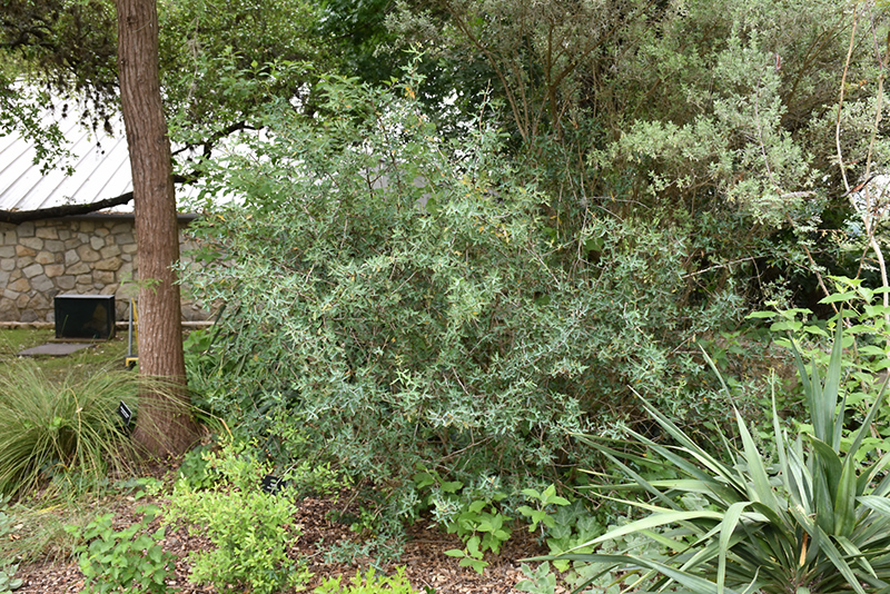 Agarita (Mahonia trifoliolata) at Rainbow Gardens