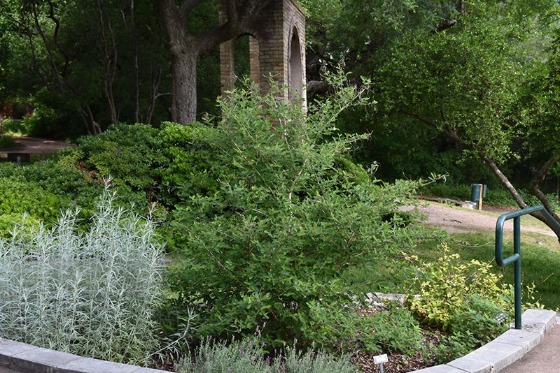 Sweet Almond Bush (Aloysia virgata) at Rainbow Gardens