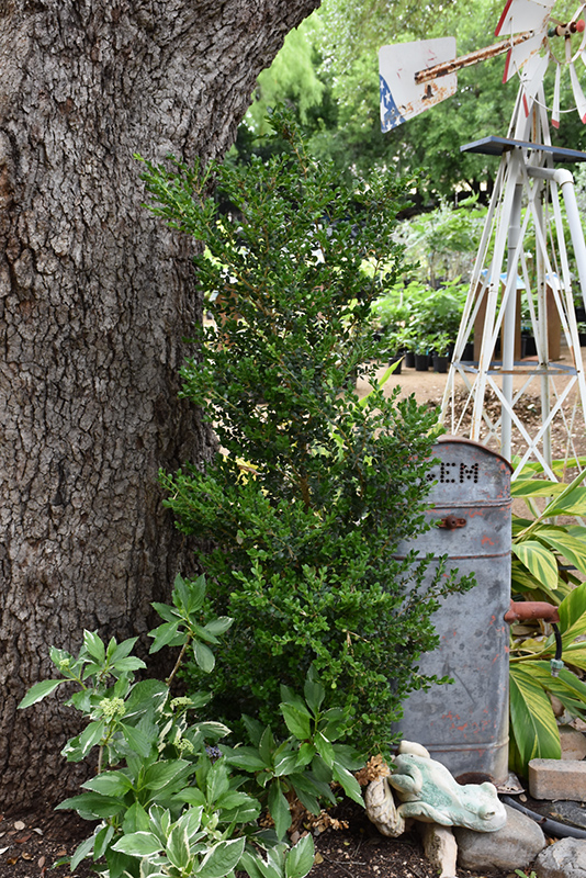 Green Tower Boxwood (Buxus sempervirens 'Monrue') at Rainbow Gardens