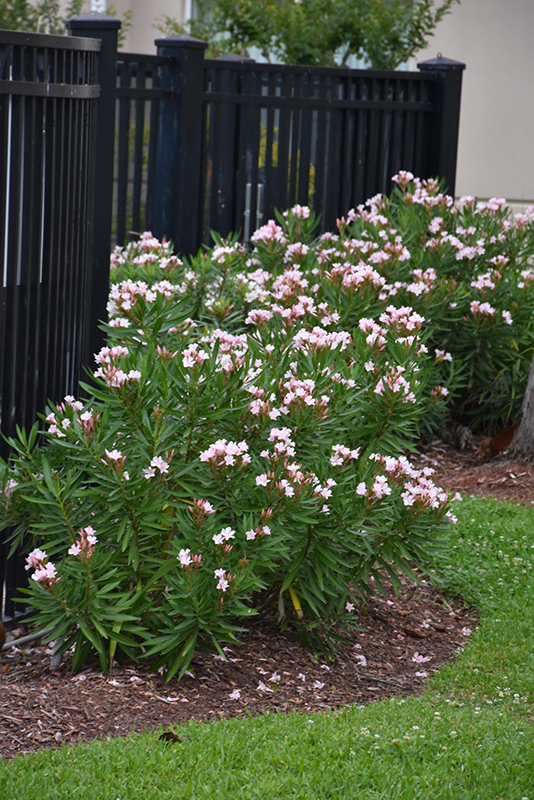 Petite Pink Oleander (Nerium oleander 'Petite Pink') at Rainbow Gardens