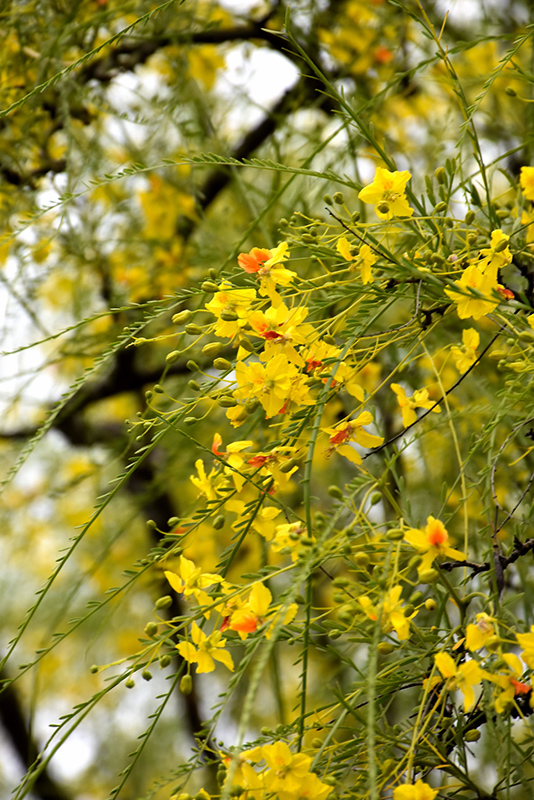 palo verde tree for sale texas