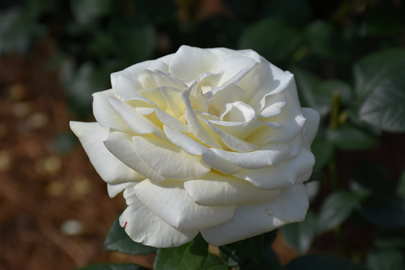 Sugar Moon Rose (Rosa 'WEKmemolo') at Rainbow Gardens
