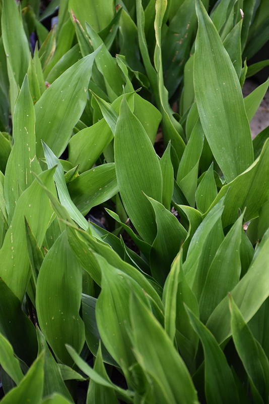 Buy Tiny Tank Cast Iron Plant (Aspidistra), FREE SHIPPING, Wilson Bros  Gardens