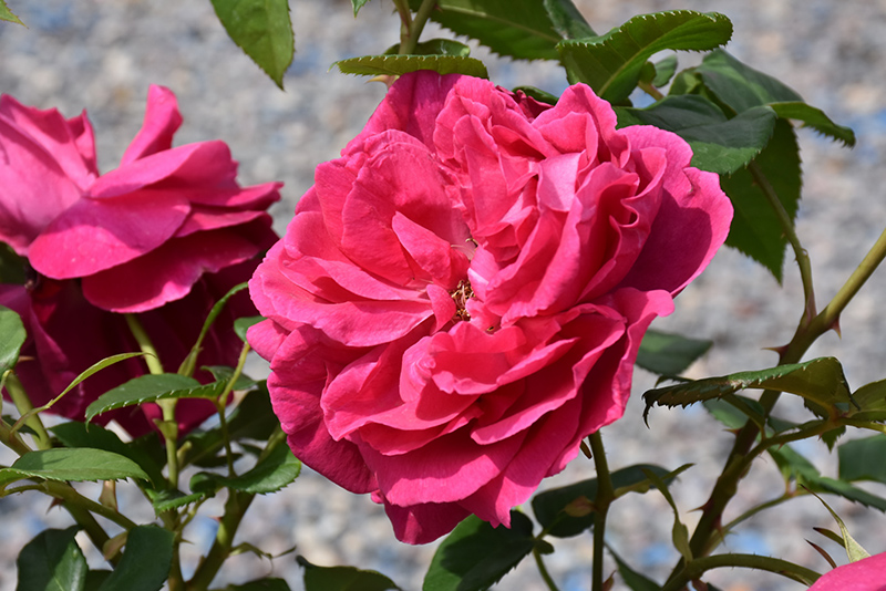 Grande Dame Rose (Rosa 'WEKmerewby') at Rainbow Gardens