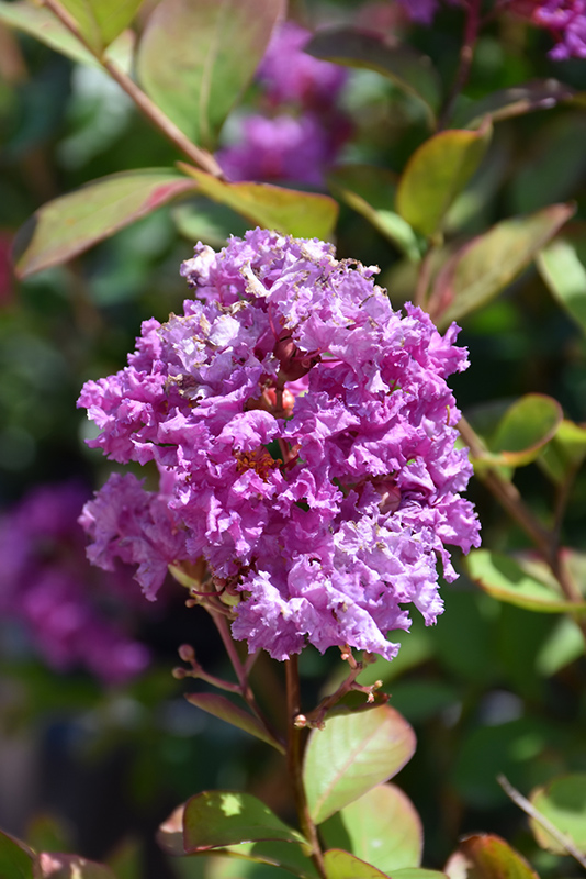 Royalty Crapemyrtle (Lagerstroemia indica 'Royalty') at Rainbow Gardens