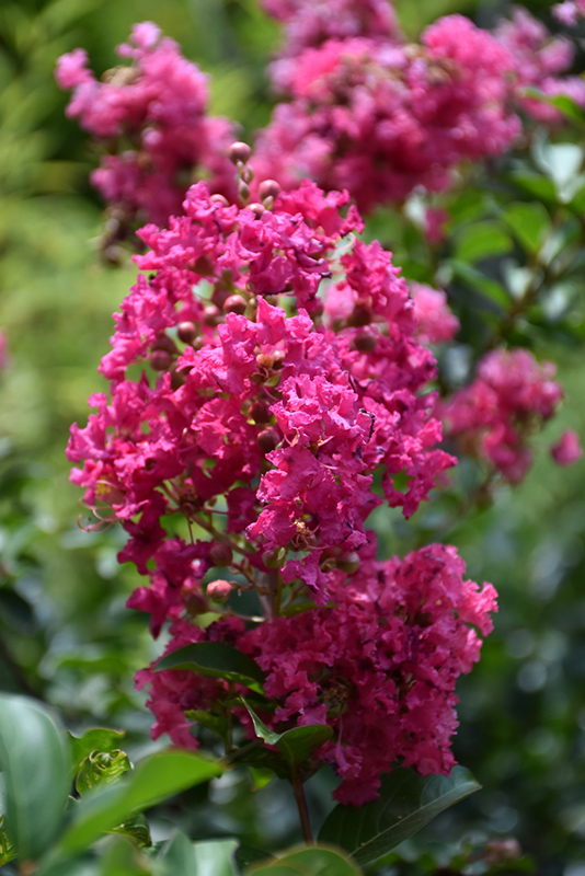 Firebird Crapemyrtle (Lagerstroemia 'Firebird') in San Antonio, Texas ...