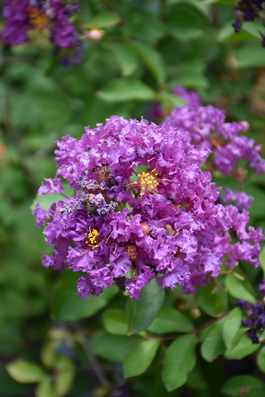Royalty Crapemyrtle (Lagerstroemia indica 'Royalty') at Rainbow Gardens