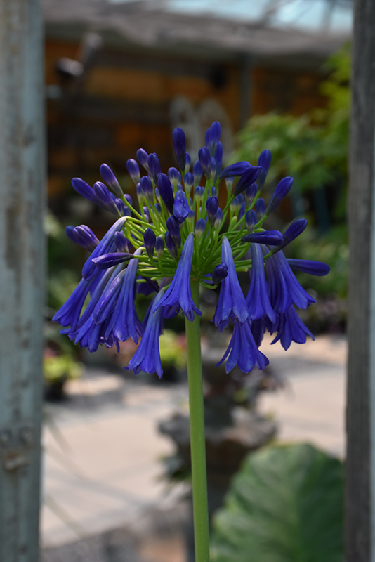 Elaine Agapanthus (Agapanthus 'Elaine') in San Antonio, Texas (TX) at ...