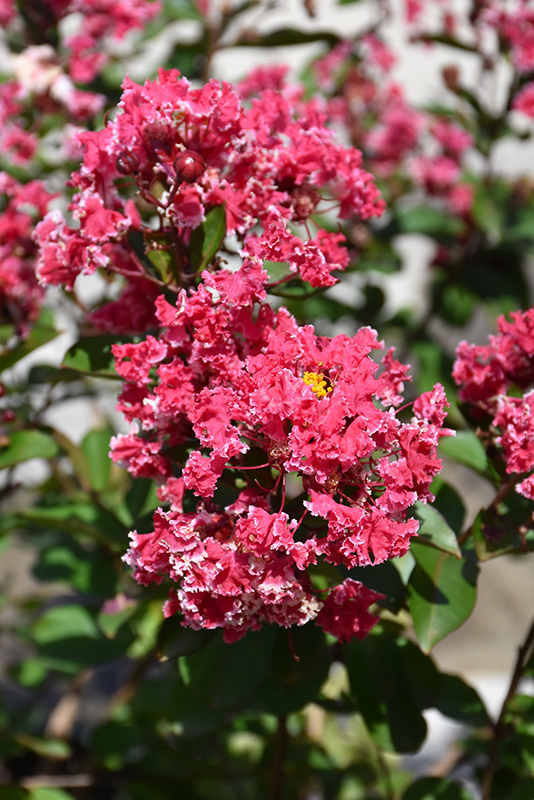 Peppermint Lace Crapemyrtle (Lagerstroemia indica 'Peppermint Lace') at Rainbow Gardens