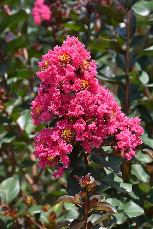 Pink Velour Crapemyrtle (Lagerstroemia indica 'Whit III') at Rainbow Gardens