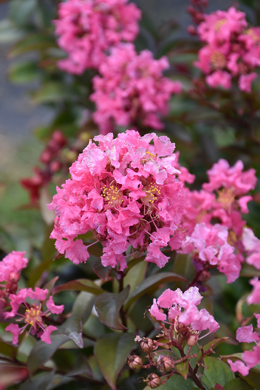 Coral Magic Crapemyrtle (Lagerstroemia 'Coral Magic') at Rainbow Gardens