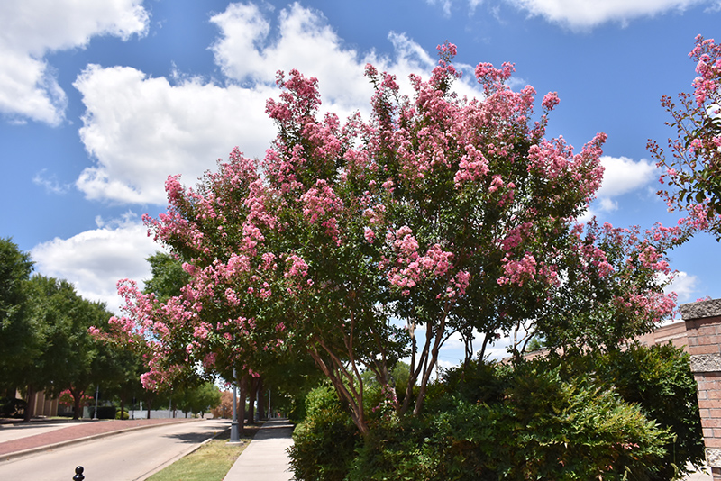 Peppermint Lace Crapemyrtle (Lagerstroemia indica 'Peppermint Lace') at Rainbow Gardens