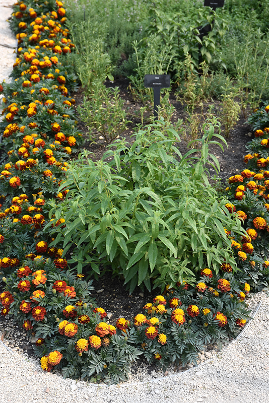 Grow Tasty Lemon Verbena - Parade