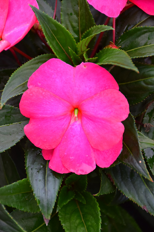 Super Sonic Hot Pink New Guinea Impatiens (Impatiens hawkeri 'Super Sonic  Hot Pink') in San Antonio, Texas (TX) at Rainbow Gardens