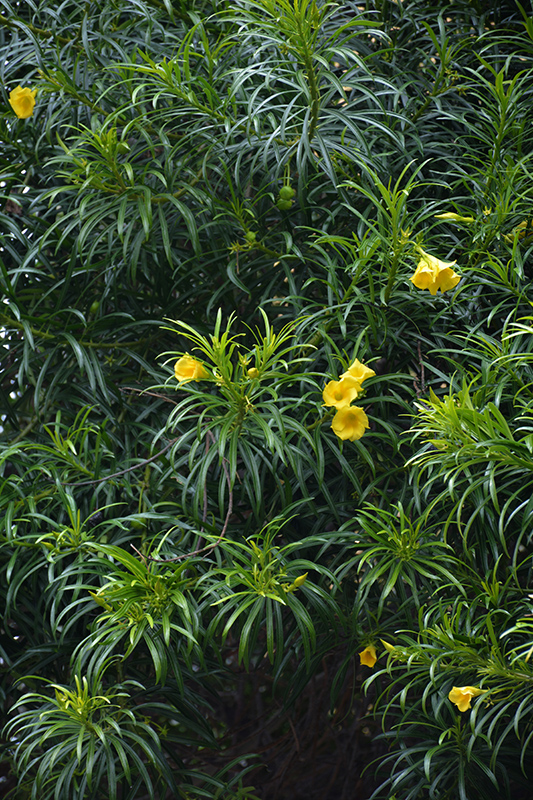 Yellow Oleander (Thevetia peruviana) at Rainbow Gardens