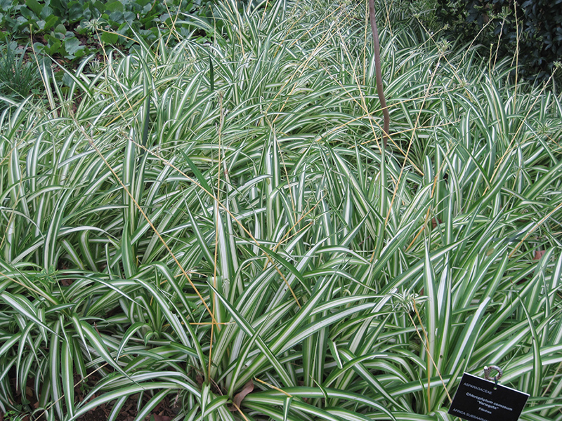 Variegated Spider Plant (Chlorophytum comosum 'Variegatum') at Rainbow Gardens