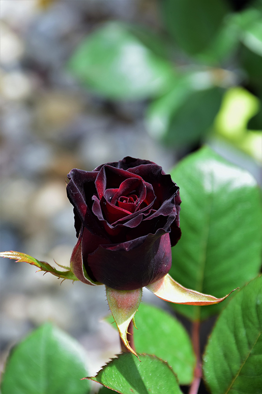 Black Baccara Rose (Rosa 'Black Baccara') at Rainbow Gardens