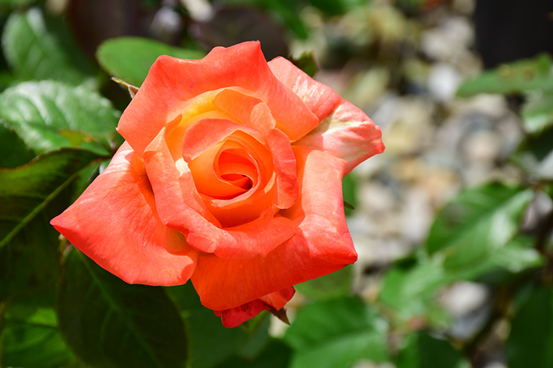 Octoberfest Rose (Rosa 'MAClanter') at Rainbow Gardens