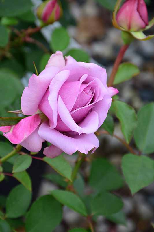 Love Song Rose (Rosa 'WEKstameda') at Rainbow Gardens