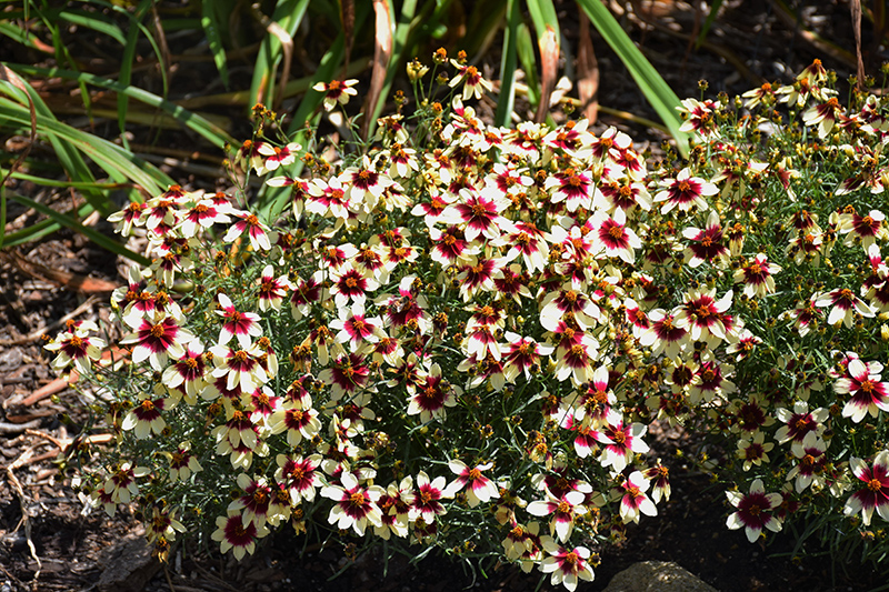 Sizzle And Spice Red Hot Vanilla Tickseed (Coreopsis verticillata 'Red Hot Vanilla') at Rainbow Gardens
