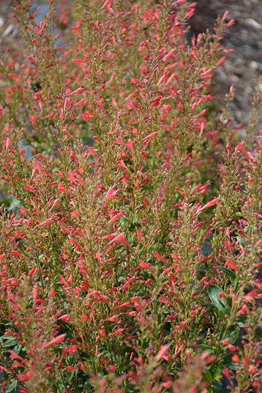 Kudos Red Hyssop (Agastache 'Kudos Red') at Rainbow Gardens
