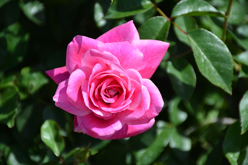 Brilliant Pink Iceberg Rose (Rosa 'Brilliant Pink Iceberg') at Rainbow Gardens