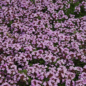Does Red Creeping Thyme Grow in Texas? 