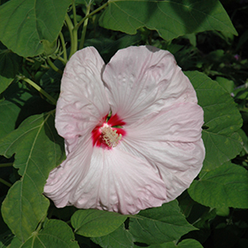 Hibiscus Flowers, Coarse Cut