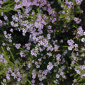 Confetti Bush (Coleonema pulchellum) in San Antonio, Texas (TX) at Rainbow  Gardens