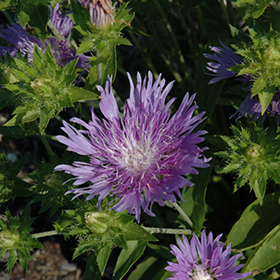 Plant Photo 2