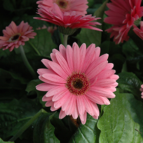 transvaal daisy plant