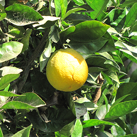 Washington Navel Orange (Citrus sinensis 'Washington Navel') in San  Antonio, Texas (TX) at Rainbow Gardens