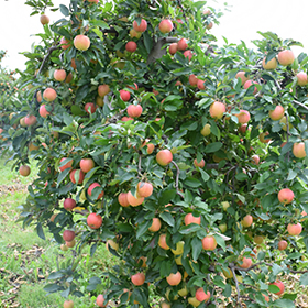 Grow Organic | Gala Apple Tree