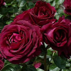 Twilight Zone Grandiflora Rose