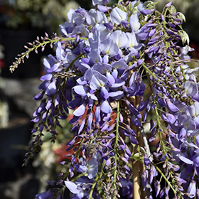 Texas Purple Japanese Wisteria - Plants4Home