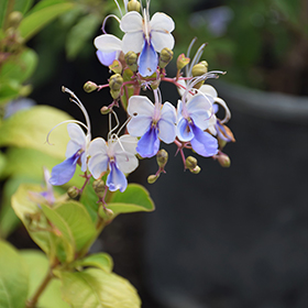 Blue Ribbons Bush Clematis (Clematis integrifolia 'Blue Ribbons') in San  Antonio, Texas (TX) at Rainbow Gardens