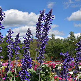 Mystic Spires Blue is a hot perennial salvia  Mississippi State University  Extension Service